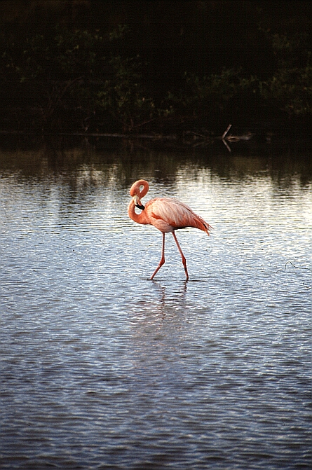 zFlamingo - Galapagos